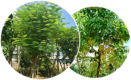 林權(quán)評(píng)估,苗木評(píng)估,森林資源評(píng)估 林權(quán)評(píng)估,苗木評(píng)估,森林資源評(píng)估