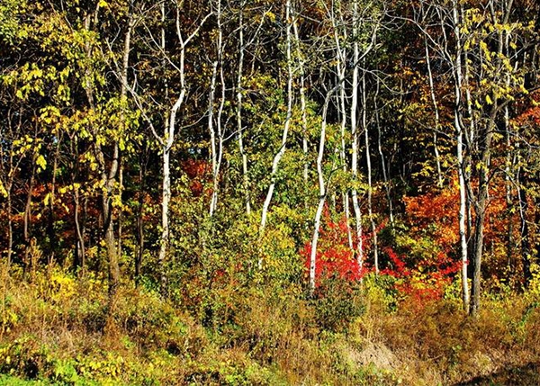 林業(yè)調(diào)查規(guī)劃設(shè)計(jì)