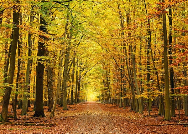 森林生態(tài)功能價(jià)值咨詢(xún)、評(píng)估